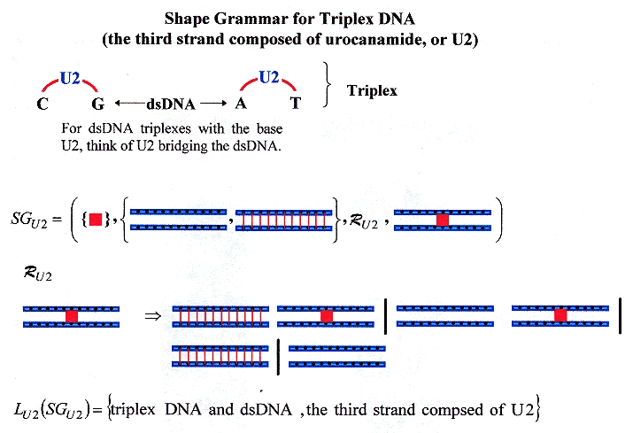 Shape Grammar for Urocanamide DNA Triplexe